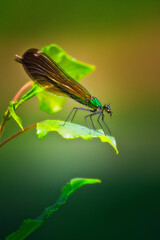 dragonfly on leaf