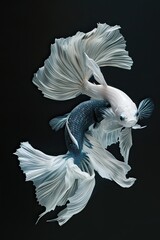 Painting like real The moving moment beautiful of two fish one is white and other is blue strong...