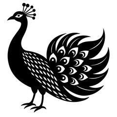 peacock illustration