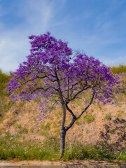 Jacaranda, jacaranda in bloom, jacaranda in bloom, purple tree