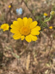 Anacyclus, Anacyclus radiatus, flower, yellow flower