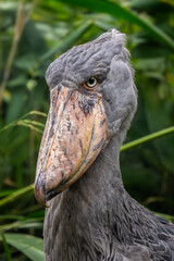 Shoebill - Balaeniceps rex, potrait of large rare unique bird with large bill, from African swamps...