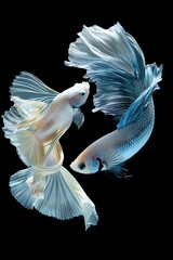 Painting like real The moving moment beautiful of two fish one is white and other is blue strong betta fish or dumbo betta splendens loving fish on black background