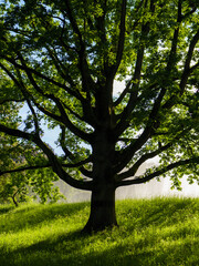 on a sunny day beautiful tree in a meadow