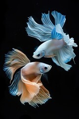 Painting like real The moving moment beautiful of two fish one is white and other is blue betta fish or dumbo betta splendens fighting fish on black background, 
