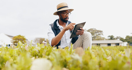 Black man, tablet and farming in greenhouse for harvest, production or inspection of crops or...