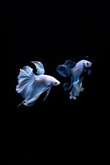 Naklejka premium The moving moment beautiful of white and blue betta fish or dumbo betta splendens fighting fish in thailand on black background,