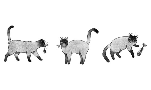 Gatos siam&eacute;s (serie) PNG fondo transparente. 