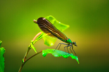 dragonfly on a green leaf