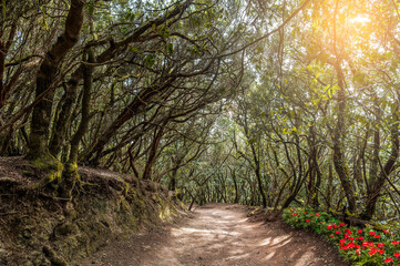 Explore the serene Sendero de los Sentidos in Tenerife, surrounded by lush forests, twisted branches, and vibrant wildflowers. Perfect for nature lovers.