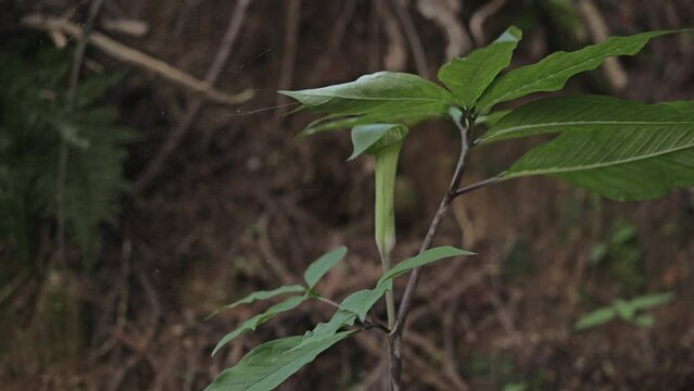 Flower on Arisaema serratum plant growing in woodland