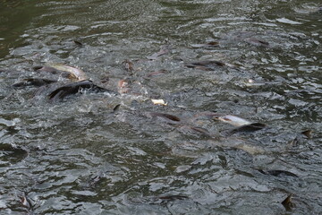 fish in the river