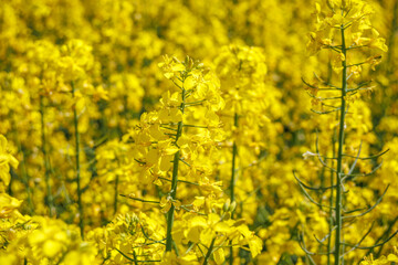 field of beautiful springtime golden flower of rapeseed with blue sky, canola colza in Latin...