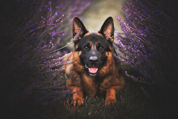 german shepherd dog on a lavender field, smiling dog, summer time, flowers