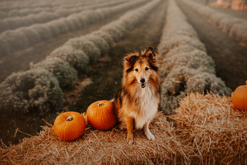 Shetland shepherd with pumpkins, autumn vibes, fall vibes, warm colors