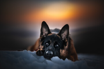 german shepherd dog on the snow with the sunset on the background, winter time, snow time, warm colors