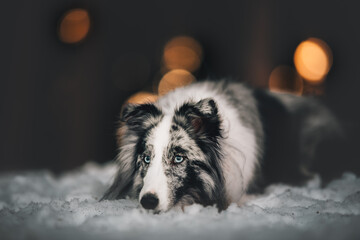 Close up of a shetland shepherd in the snow with a warm bokeh in the background