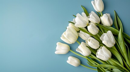 Fototapeta premium Elegant White Tulips Arranged on Blue Background, Perfect for Spring Themes and Floral Designs. Simple, Fresh, Beautiful. AI