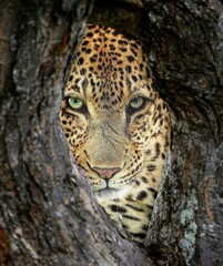 The image depicts a spotted leopard gazing through the branches of a dense tree. The leopard appears alert, its eyes intensely focused as it peers through the lush green leaves, exuding a sense of wat
