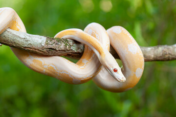 Phyton Albino in Branch