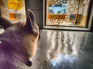 A lost shepherd dog near the window of a restaurant or store. A sad frozen hungry pet. Homeless...