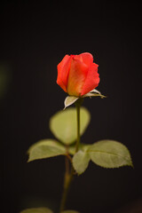 Red Rose isolated on black 15850