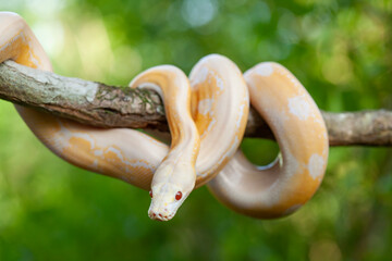 Phyton Albino in Branch