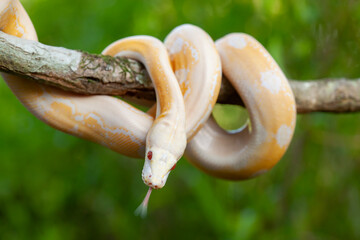 Phyton Albino in Branch