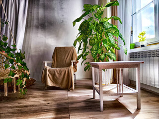 Mdern cozy beautiful room with braided rope macrame chair, green plants and window with curtains....
