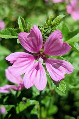 Close up of a pink flower with green leaves in background