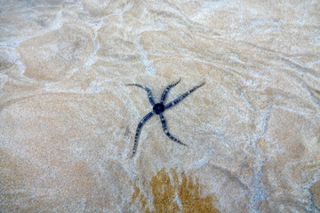 Qeshm, Iran. Tropical starfish (brittle stars, Ophiurae) at low tide (bottom marine animal,...