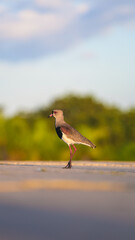 southern lapwing bird perfil