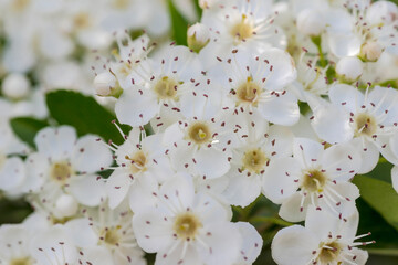 Białe kwiaty głogu wiosną w mieście. Pod koniec kwietnia w mieście wokół rynku pięknie...