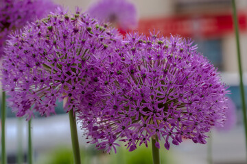 Fioletowe, kuliste kwiatostany czosnku ozdobnego (Alium). Piękne kuliste fioletowe kwiaty kwitły...