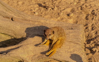 Surykatka - strażnik stada siedzący na straży na pniu. Strzeże granic włości klanu przed drapieżnikami. Strażnik w promieniach popołudniowego wiosennego słońca. © Grzegorz