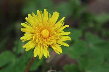 dandelion  (taraxacum sect ruderalia)