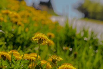 Żółty kwiat mniszka lekarskiego wśród wielu podobnych kwiatów. Wiosenny masowy rozkwit...