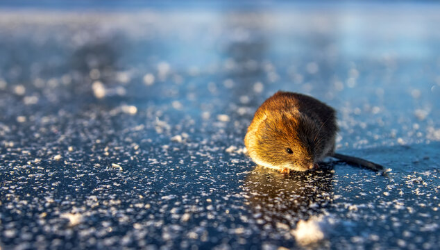 Red-backed vole (Clethrionomys glareolus) runs on ice. Mice migrations, force rivers when population density exceeds acceptable food, mass death, but this is natural mechanism of population regulation