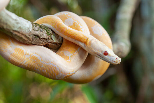 Phyton Albino in Branch