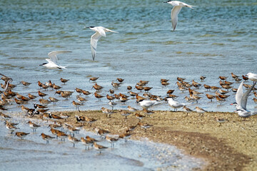 Bird stop-over. Dunlin (Calidris alpina), curlew sandpiper (C. ferruginea), sandwich tern...