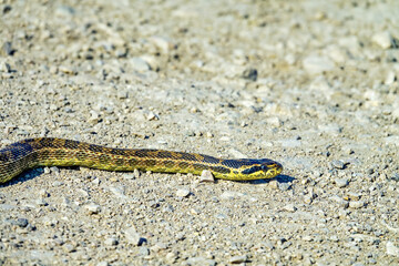 Sarmatian racer, european whip snake (Elaphe sauromates) rare species. in the Crimean steppe. This...