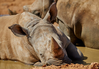 Rhino, relax and water in natural habitat in African national park, wildlife and waterhole in nature for hydration. White rhinoceros, herbivore animal and targeted by poachers for .indigenous horns.