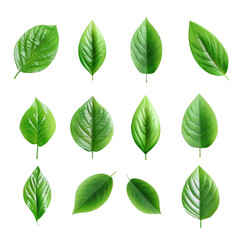 Set of green leaves in isolated on transparent background