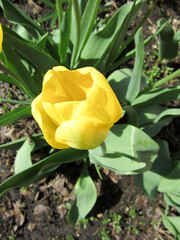 Yellow tulip bud blooming in the cottage garden.