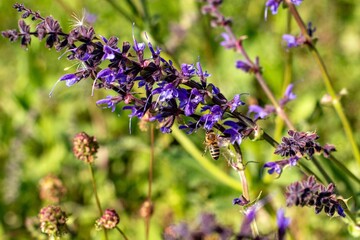 a bee pollinates a blooming Lavender in spring. May blooming bush Weigela in the city of Munich