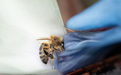 Close-up of a honey bee searching for nectar on a freshly blossomed Stretlizia nicolai. The petals...