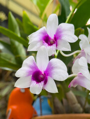 Blooming Dendrobium Orchids in white and purple. Beautiful white and purple Dendrobium flowers in hanging pot.