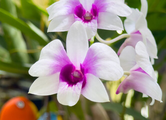 Blooming Dendrobium Orchids in white and purple. Beautiful white and purple Dendrobium flowers in hanging pot.