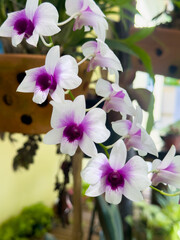Blooming Dendrobium Orchids in white and purple. Beautiful white and purple Dendrobium flowers in...