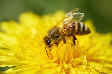 World Bee Day. Bee Pollinating Vivid Yellow Flower